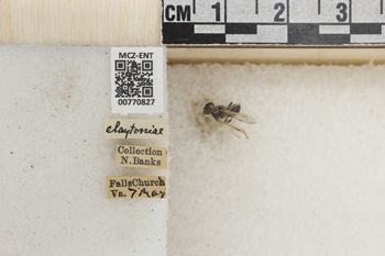 Media type: image;   Entomology 770827 Aspect: Labels